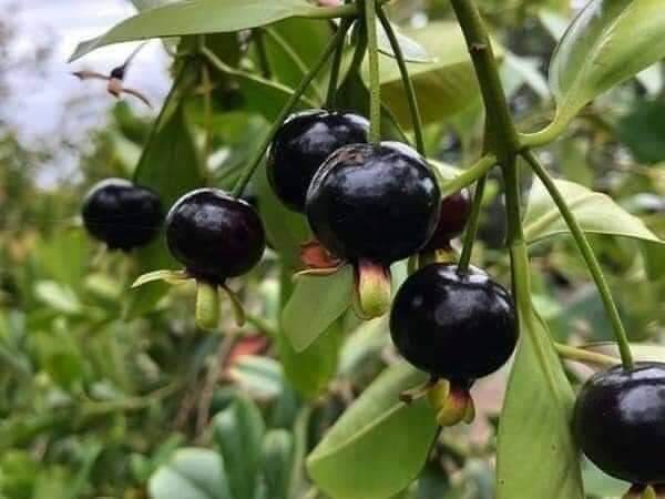Cây giống cherry Brazil siêu sớm (giao nhanh)
