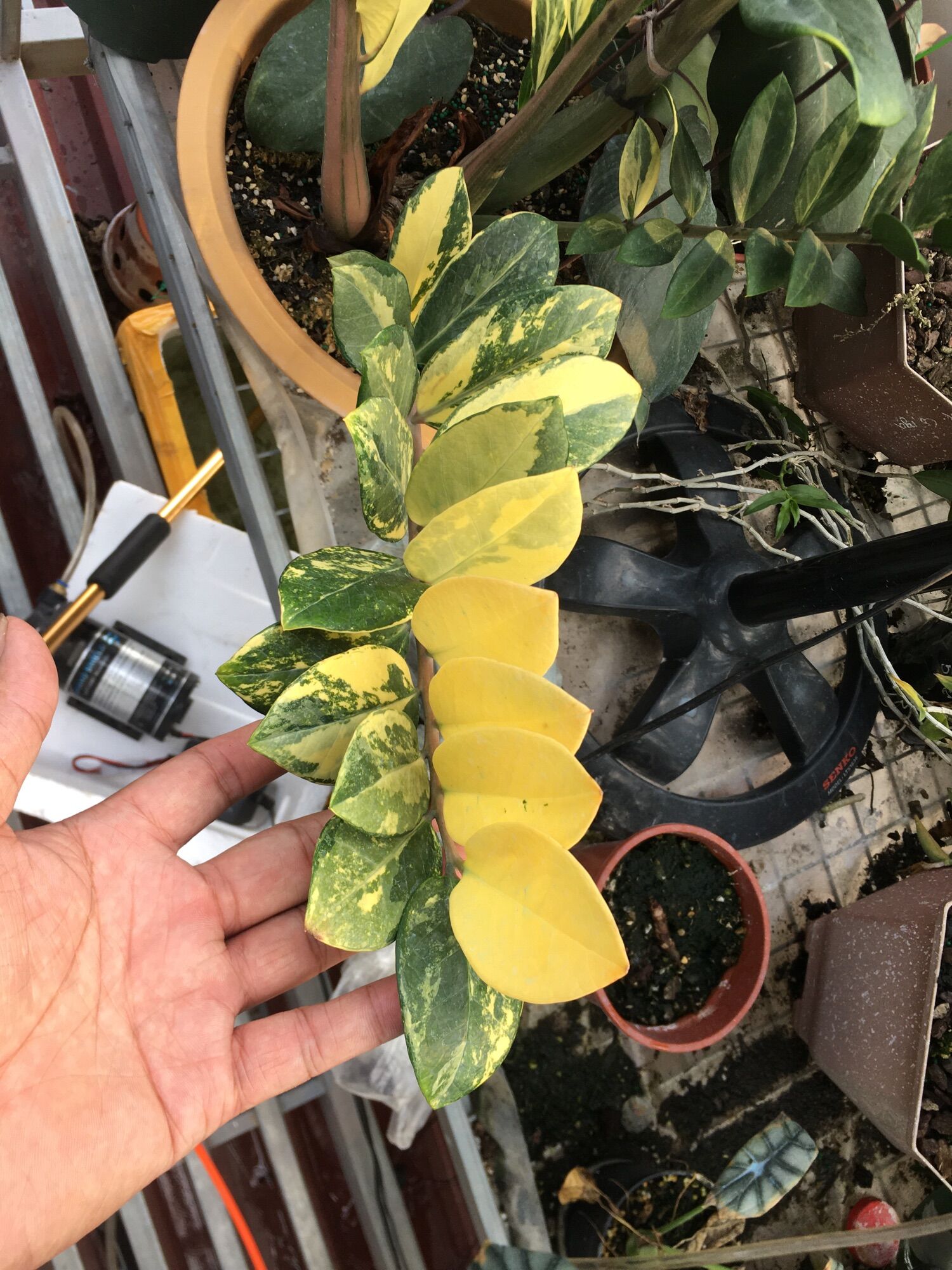 Cây kim tiền var ( đột biến ) vàng