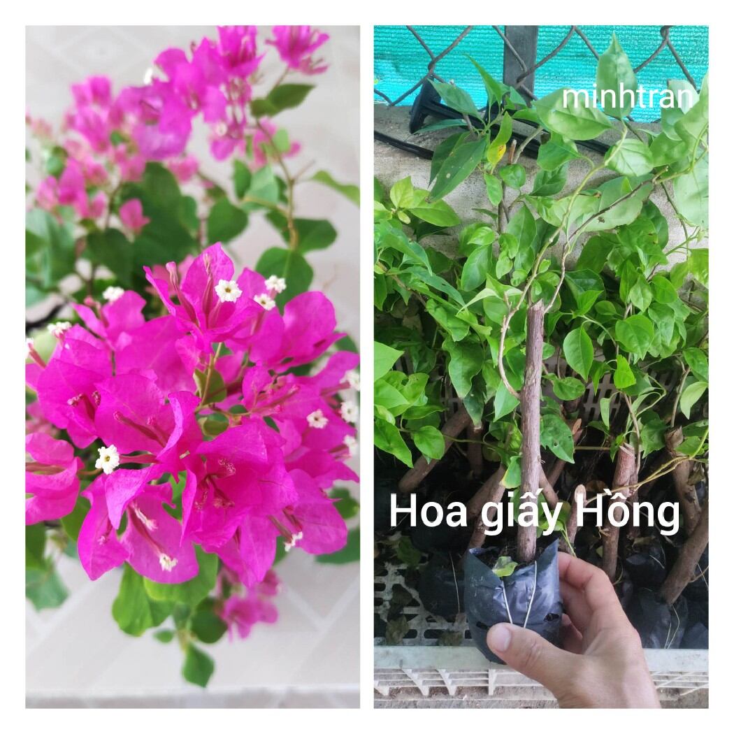 Cây giống hoa giấy Hồng, cây bầu giống rễ nhiều