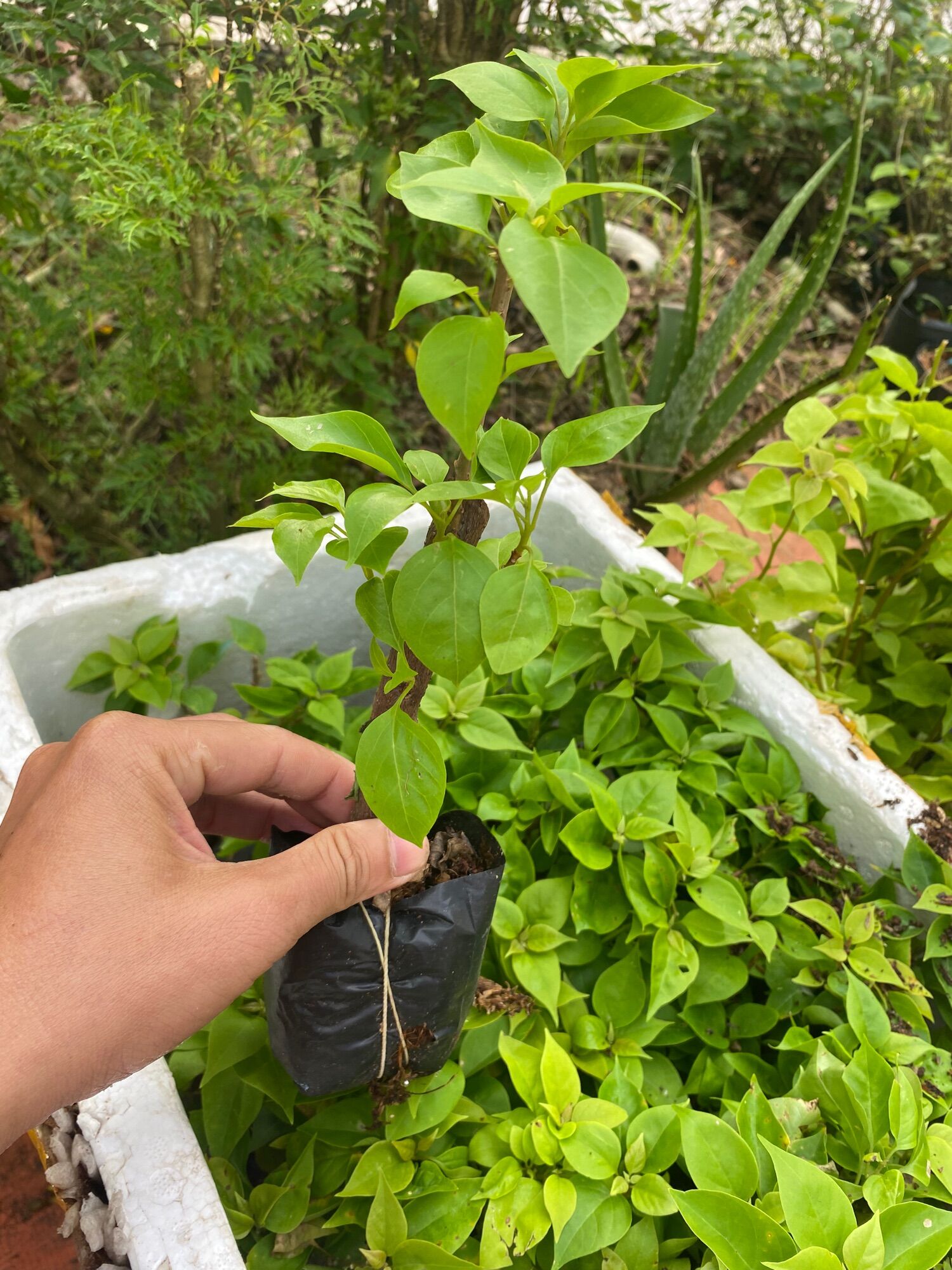 1 Hoa giấy giống mỹ