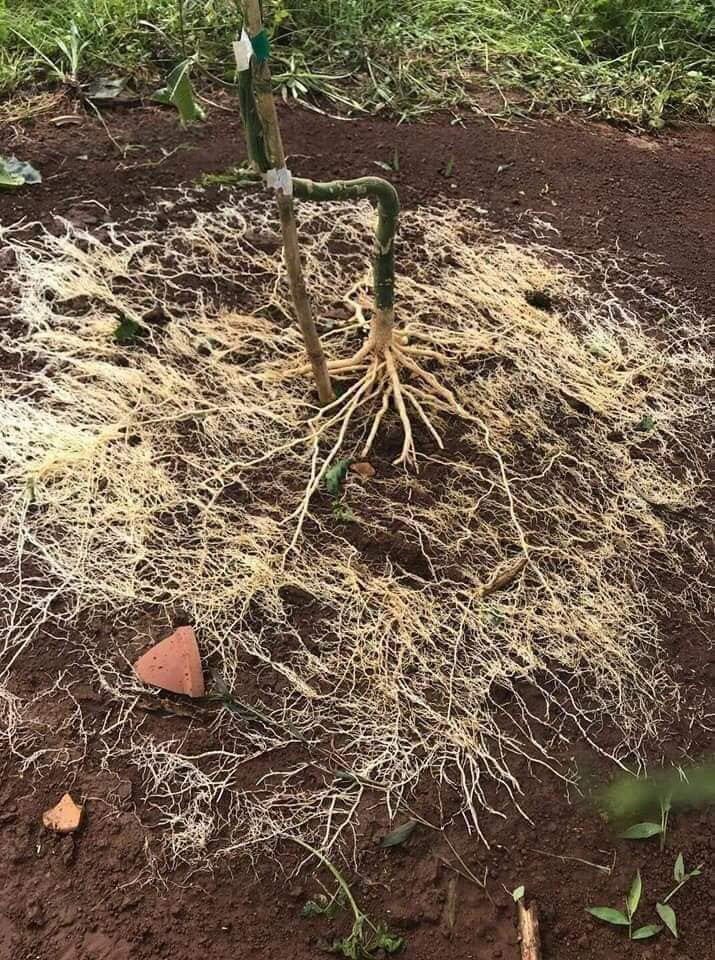 (combo 5 gói ) Humic USA (Phân Hữu Cơ Kích Thích Ra Rễ 1 Kg) dạng bột mịn tan hoàn toàn