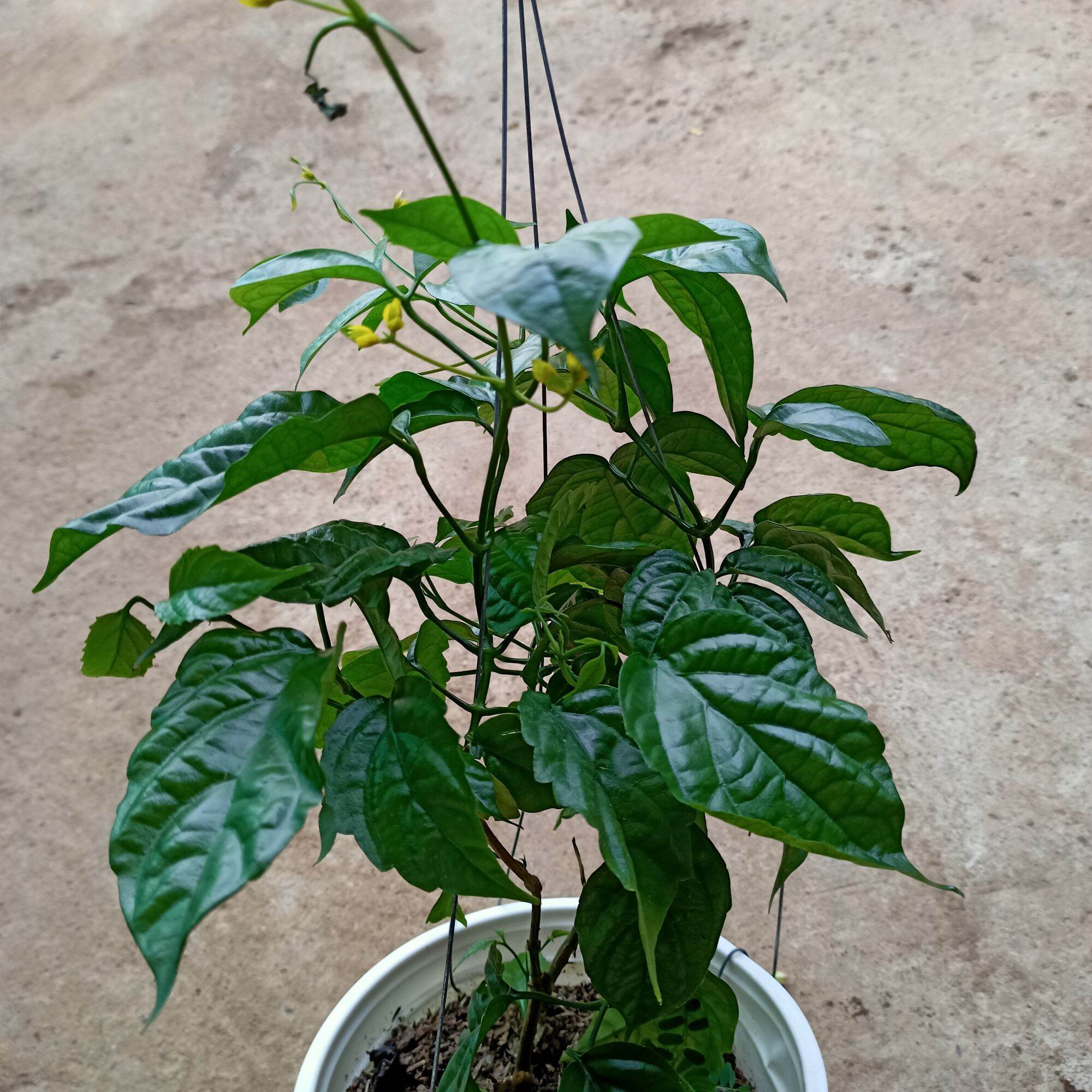Chậu cây lan hoàng dương đang hoa