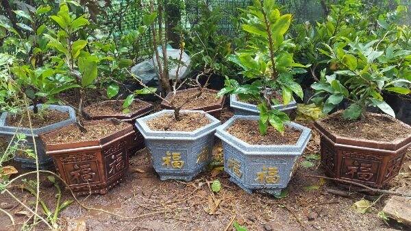 khuôn lục giác 25