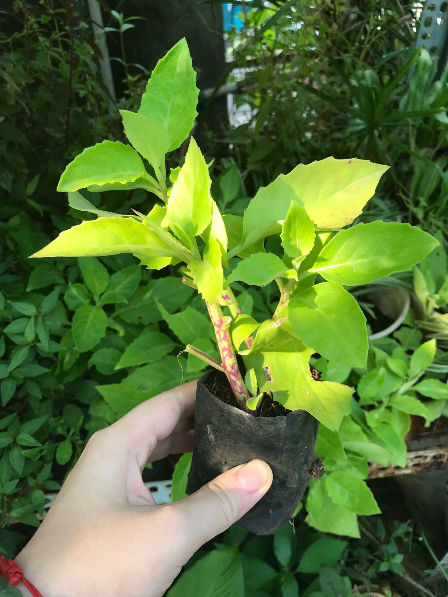 Cây Bầu đất ( Kim thất tai) giống
