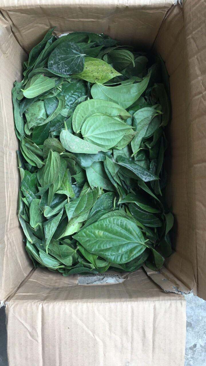 Lá trầu không 1kg