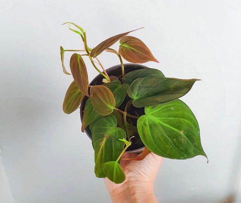 Philodendron Micans