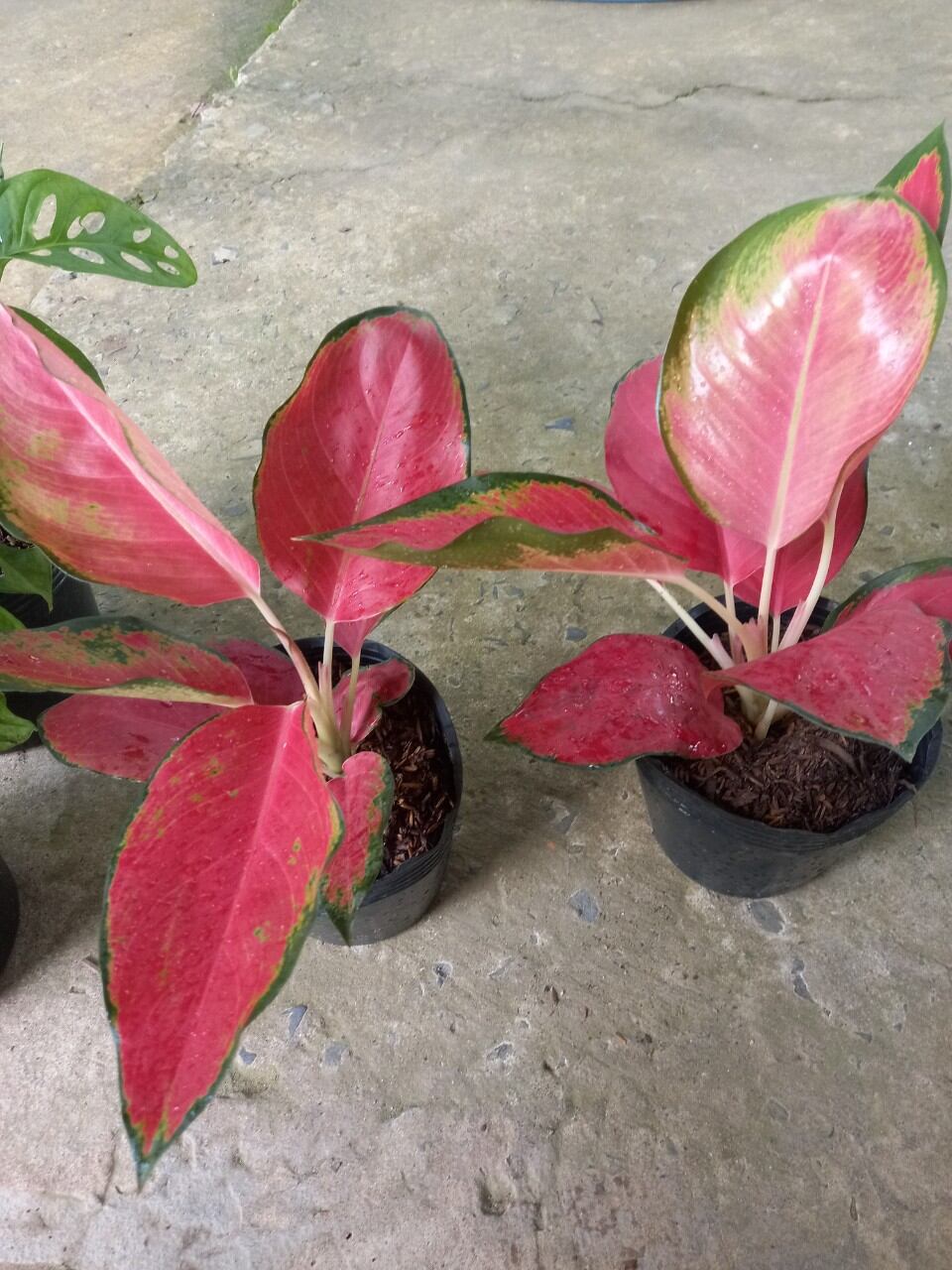 Cây Vạn Lộc mới