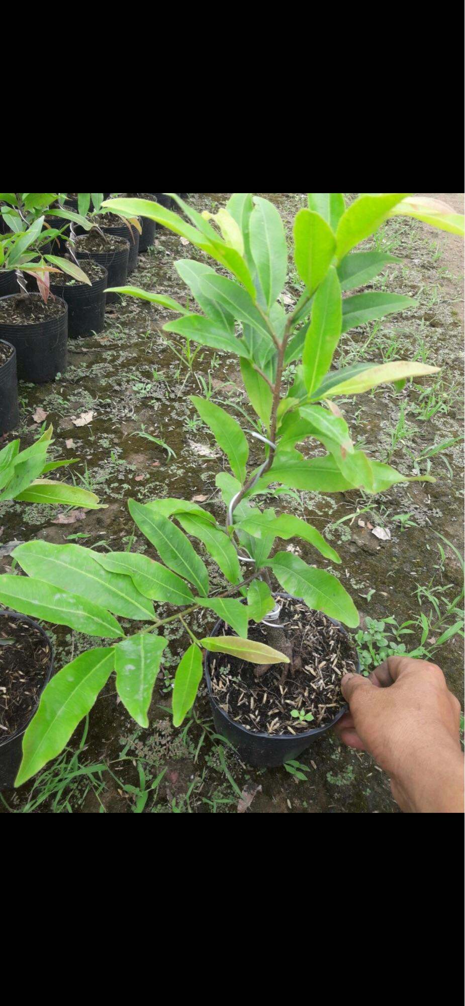 Hoa mai cúc thọ hương cây giống chuẩn