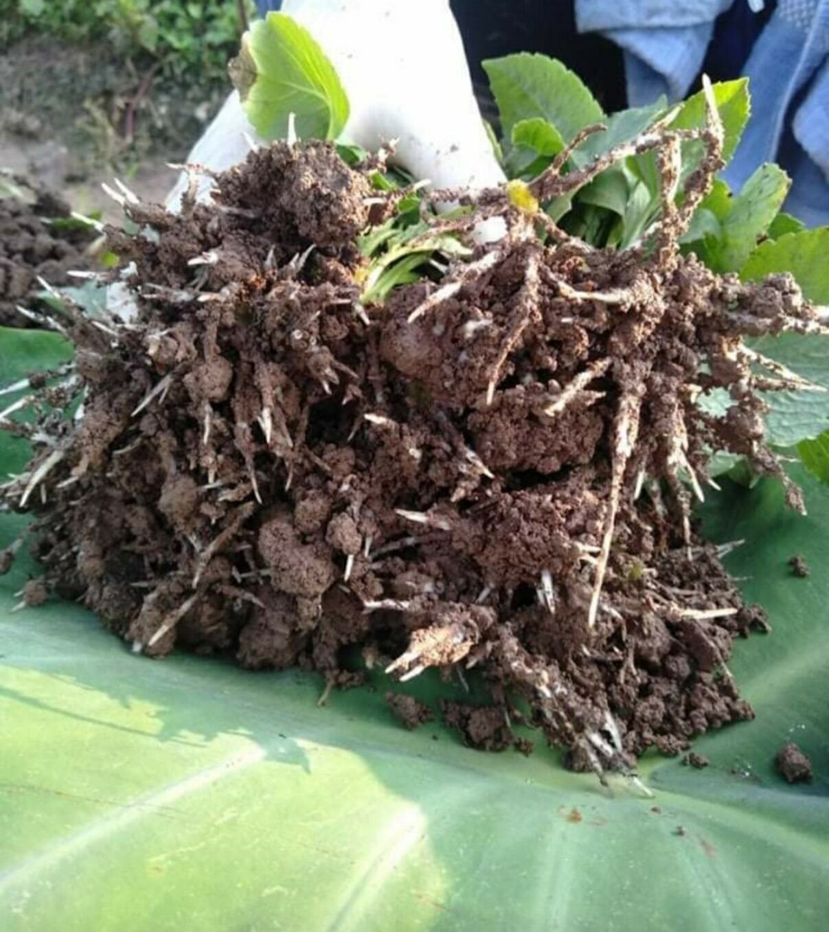 kích ra rễ cực mạnh N3M