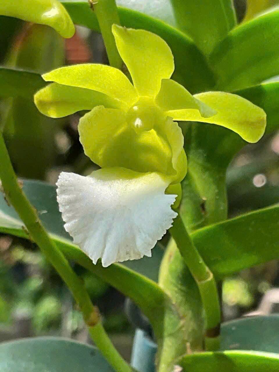 Hoa lan Cù lao minh trưởng thành sắp hoa, hoa siêu thơm