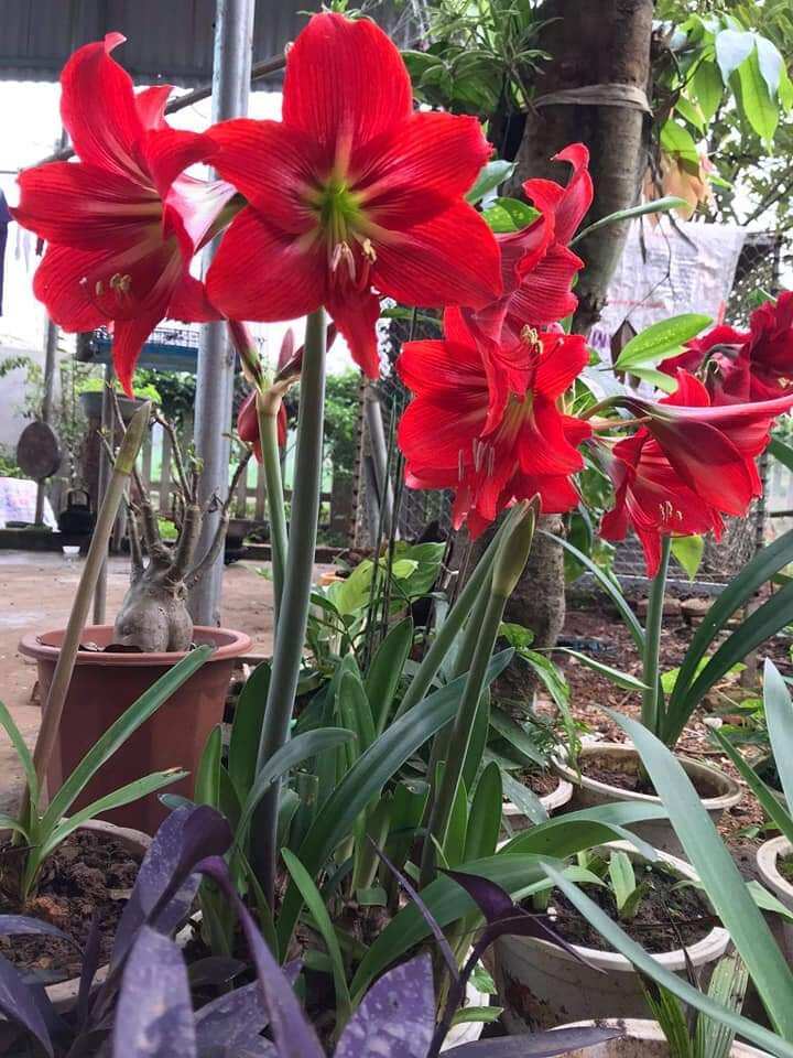 5 Red Lily Bulbs