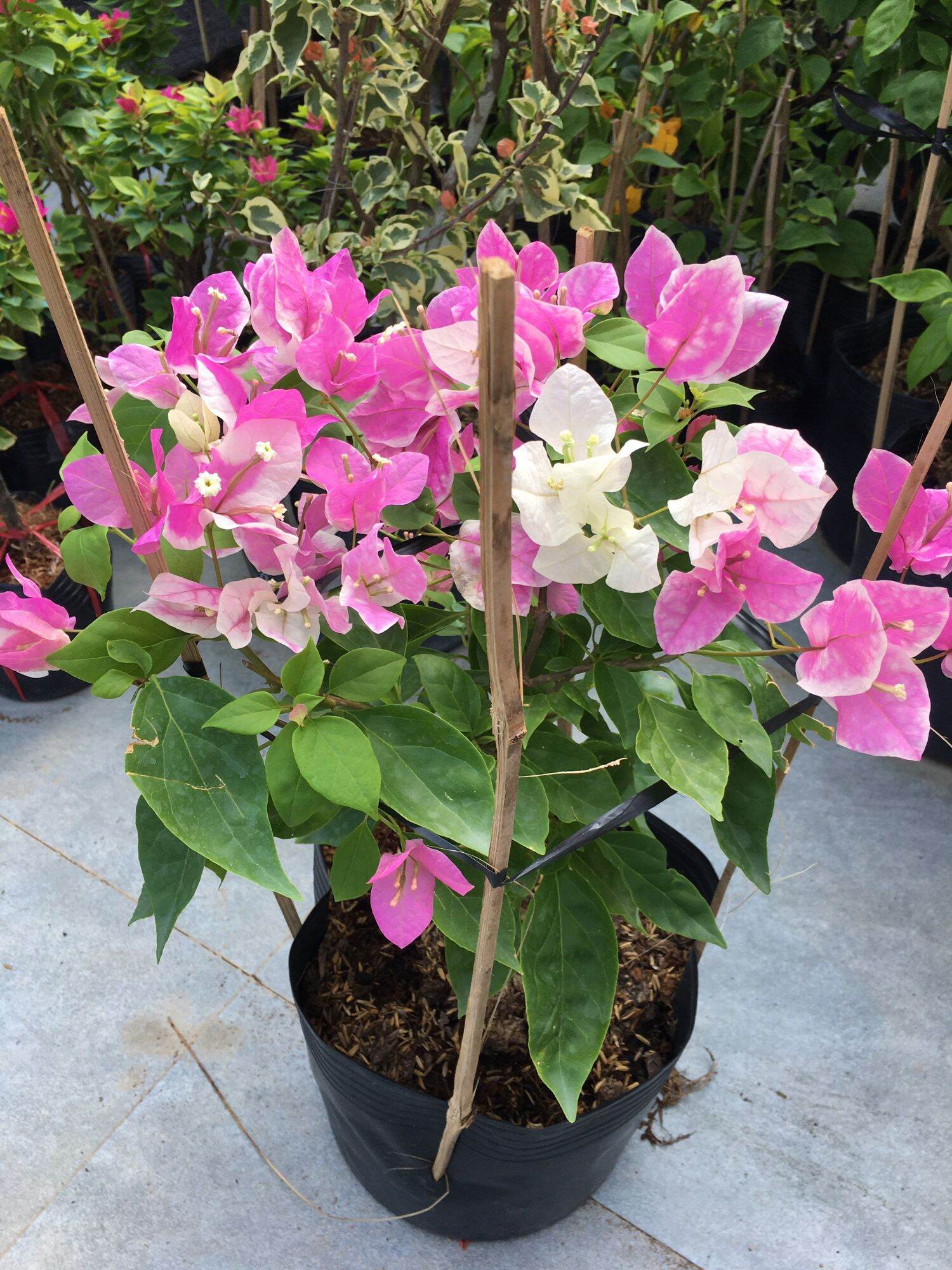 Cây hoa giấy Ghép Hồng Gân, cây đang hoa cao khoảng 50cm