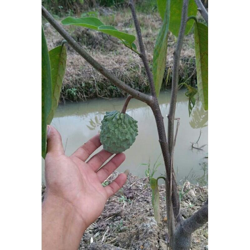 cây giống Na Dứa