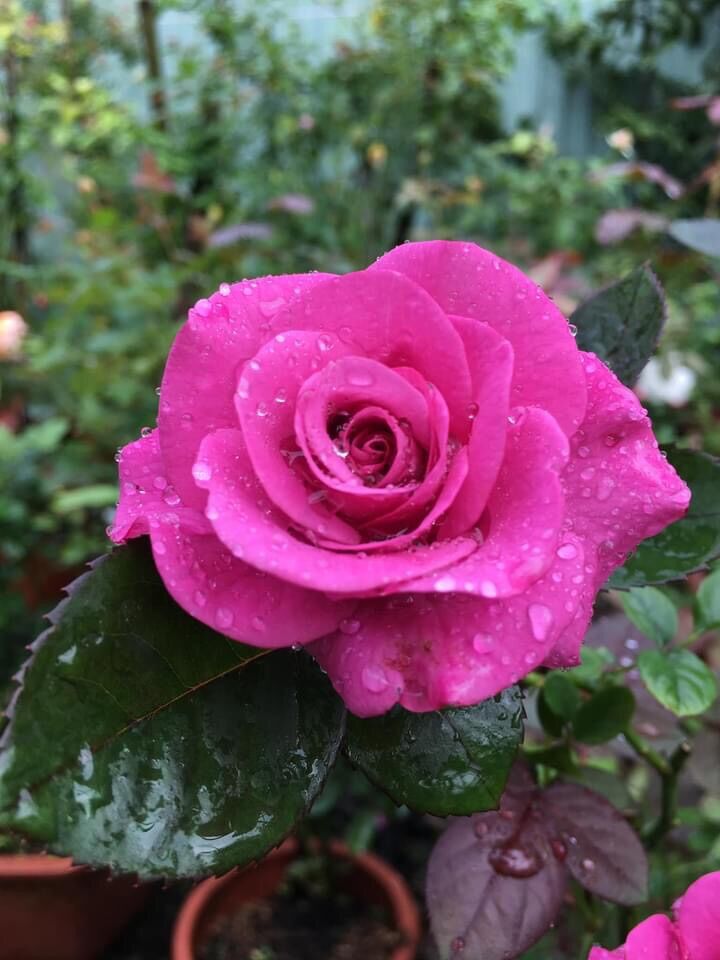 Hoa hồng ngoại tezza tím rose