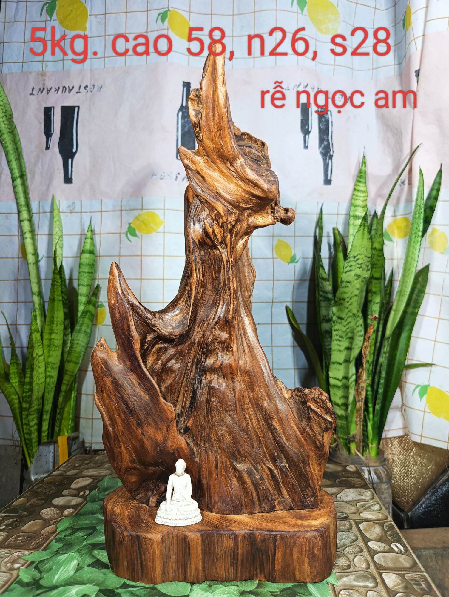 Lũa ngọc am đỏ hà giang, hàng rễ nhiều dầu