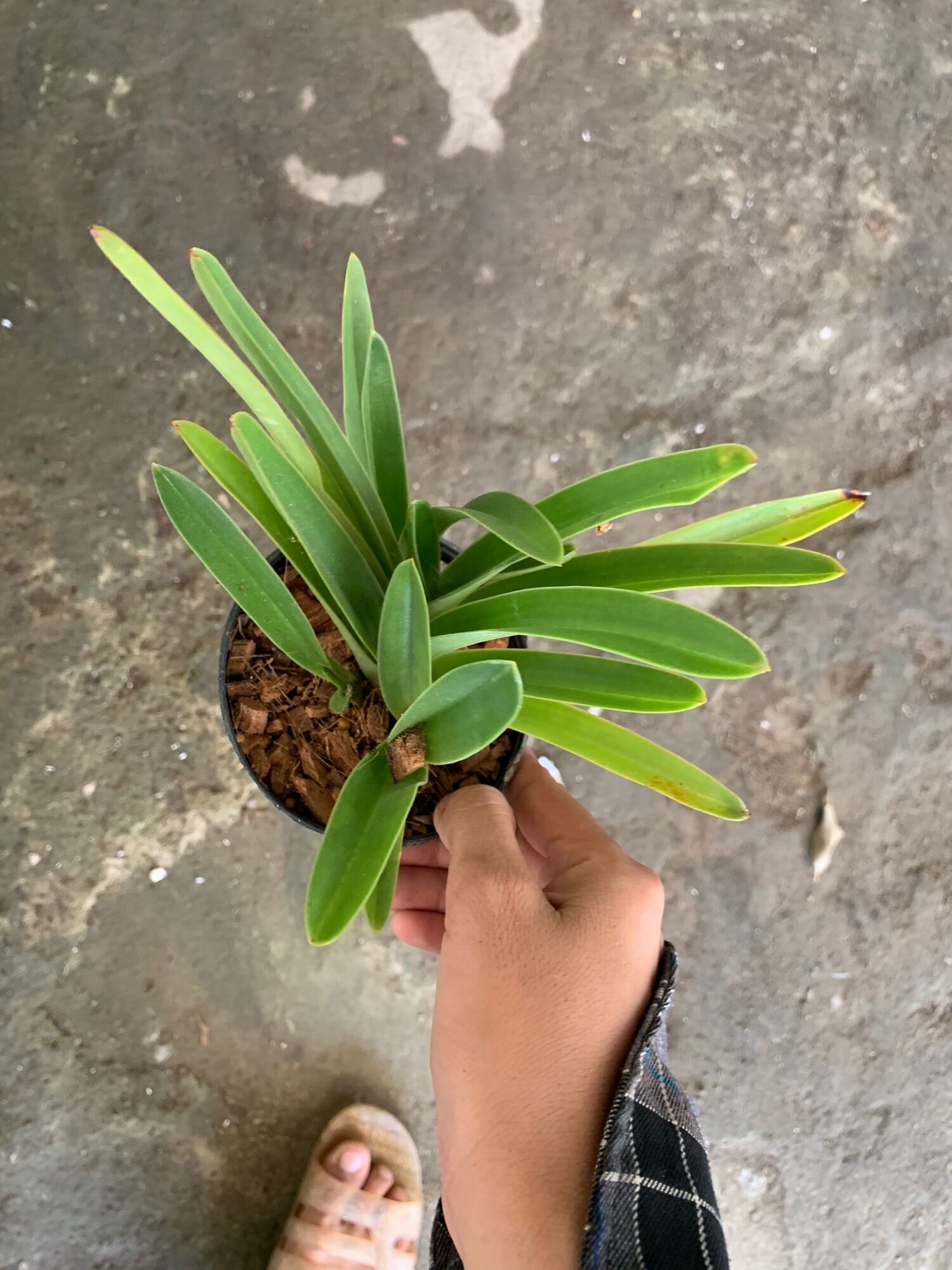 Lan hài excul bụi lớn