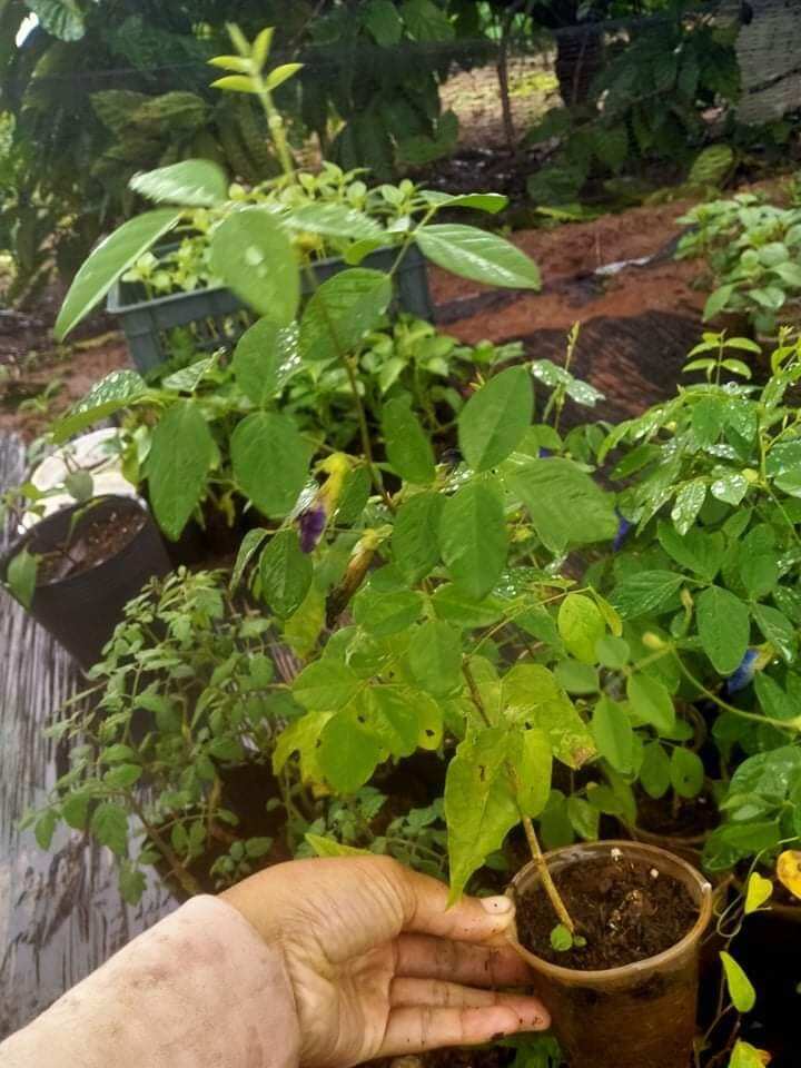 Cây giống hoa đậu biết cánh kép