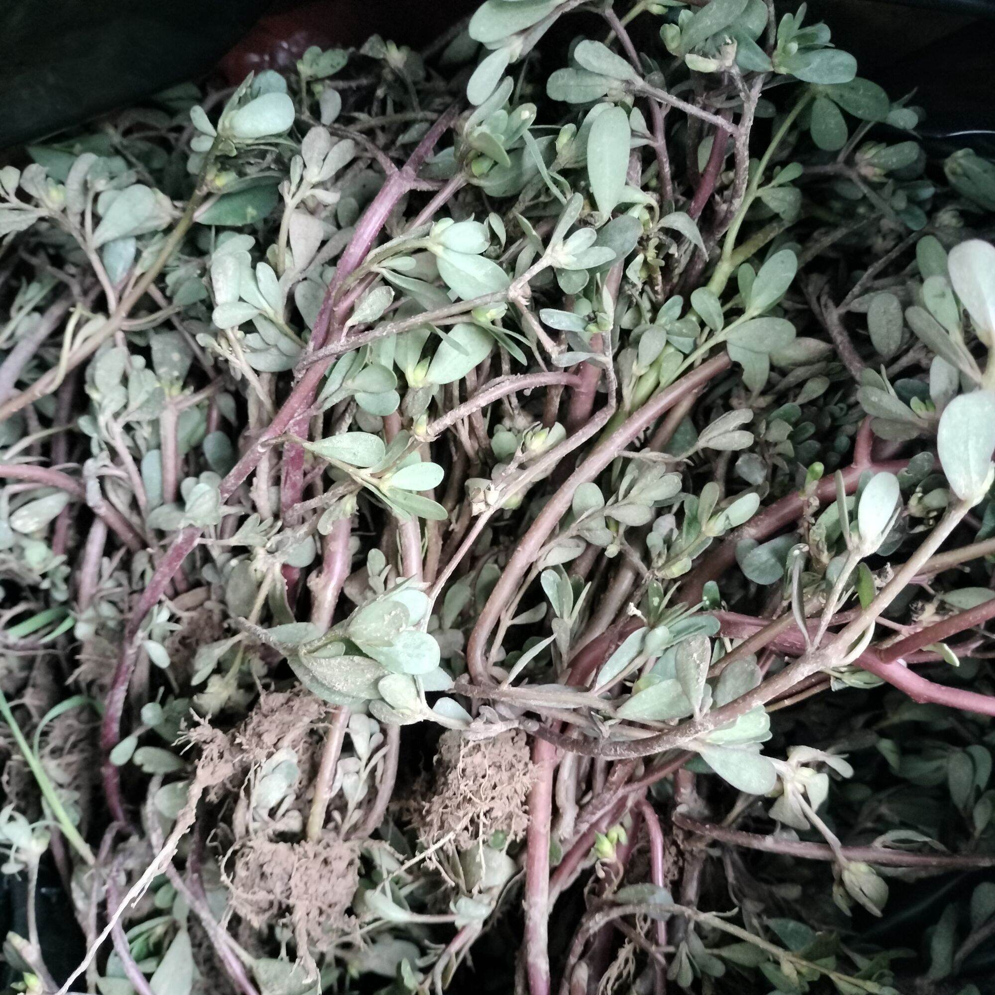 Rau sam tươi mọc tự nhiên 1kg