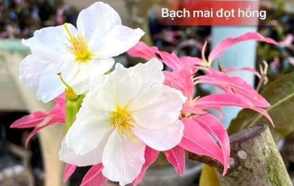 Combo 10 hạt giống bạch mai đọt hồng chuẩn giống vườn nhà