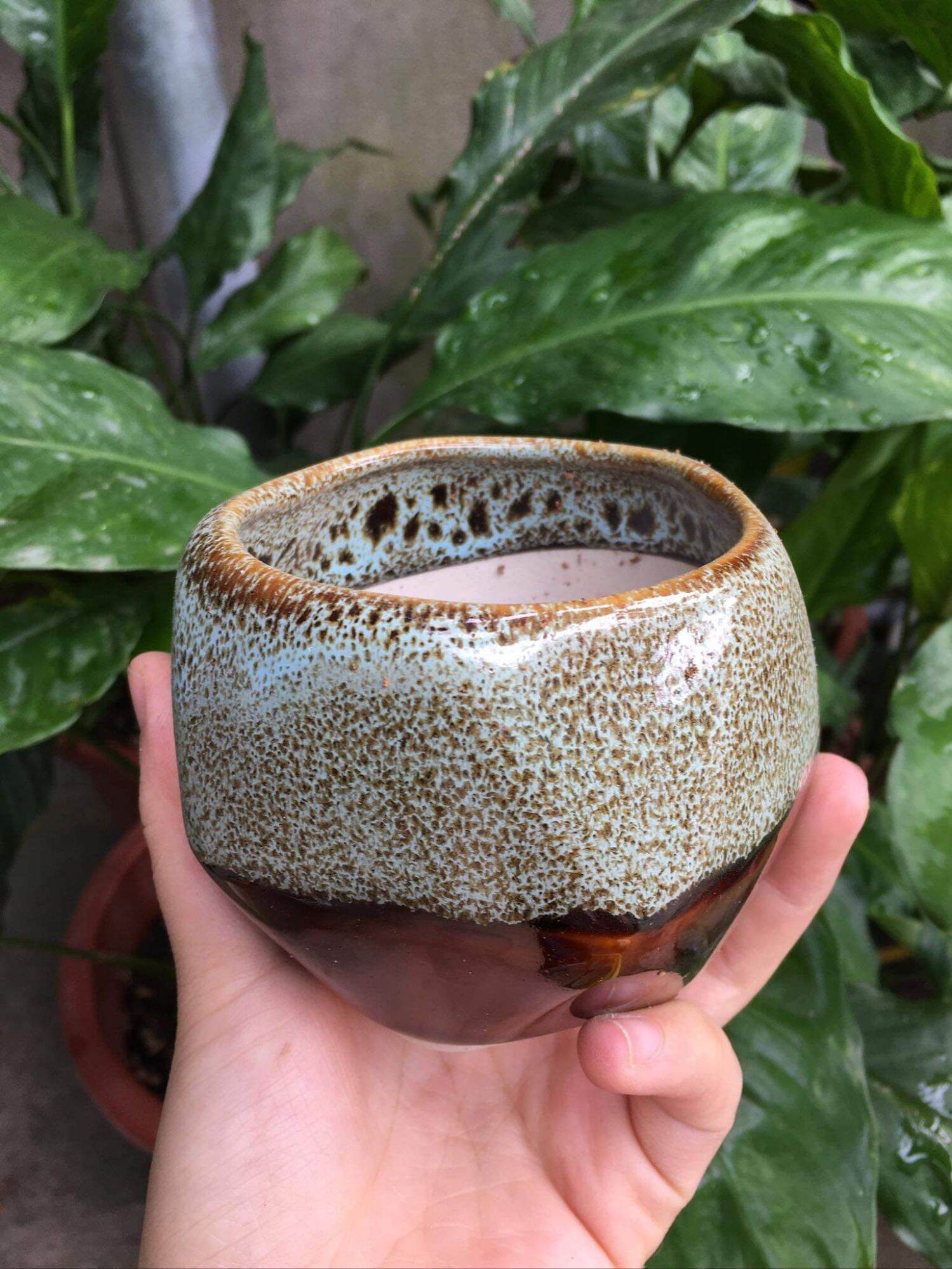 chậu hoả biến mini rẻ đẹp 8x8cm