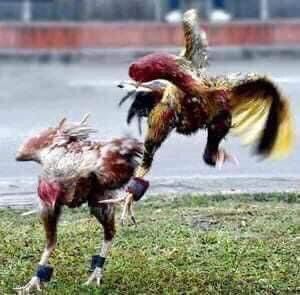 Bổ máu thailand gà đá