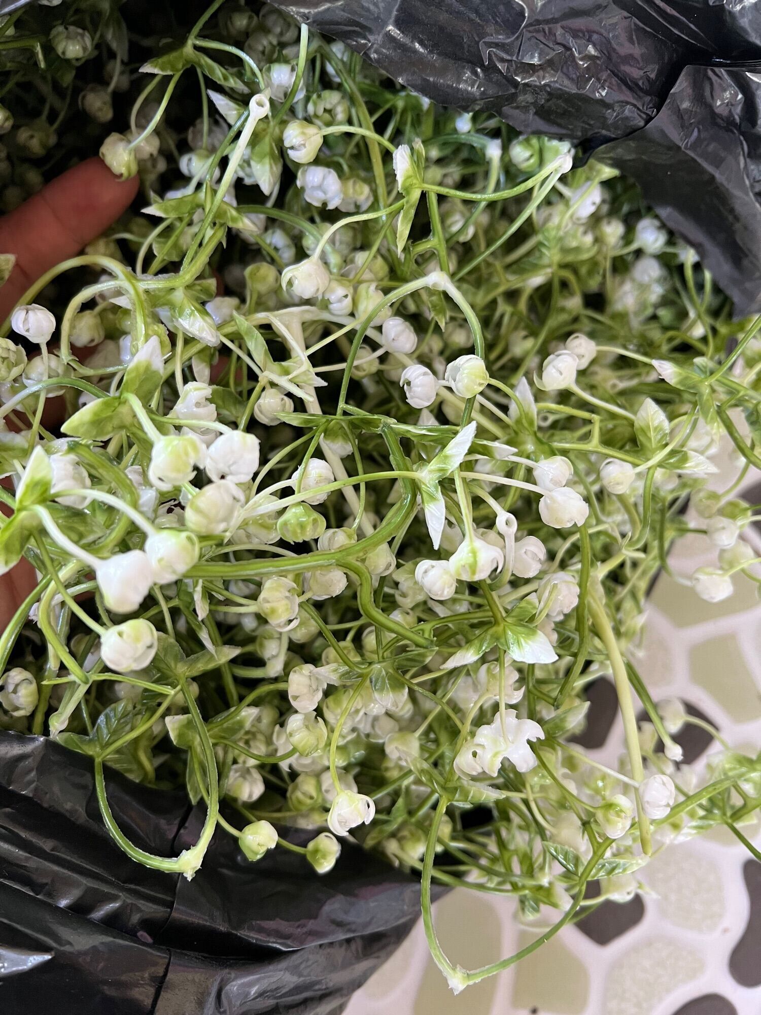 Cỏ điểm làm hoa 100g, 100g cỏ điểm