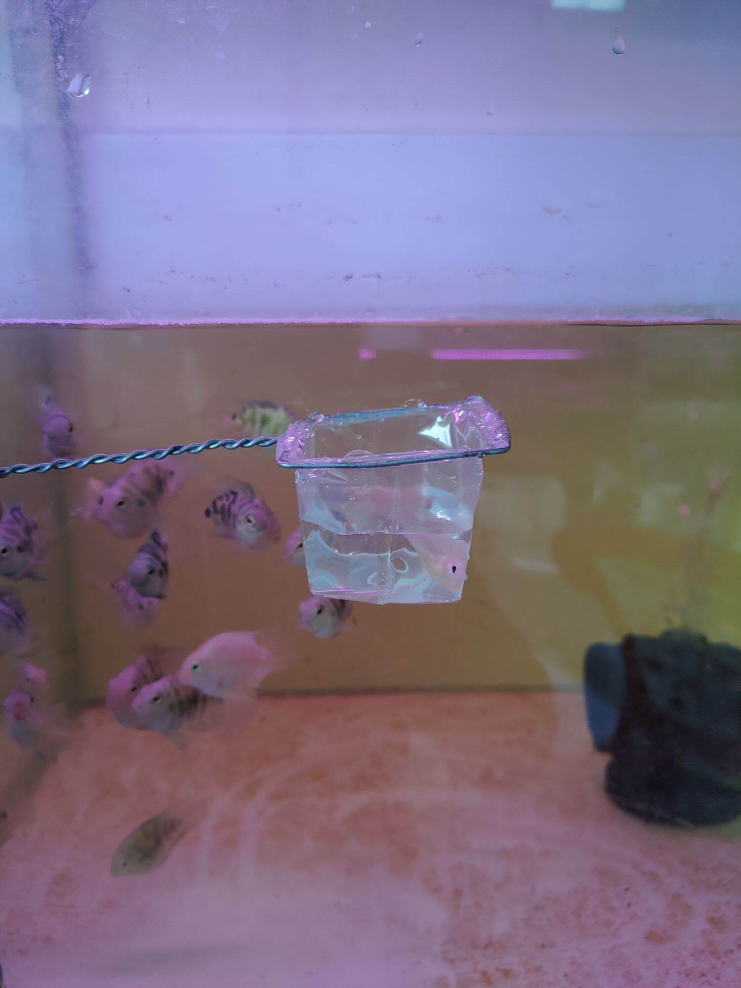 Vợt Vớt Cá Betta Guppy