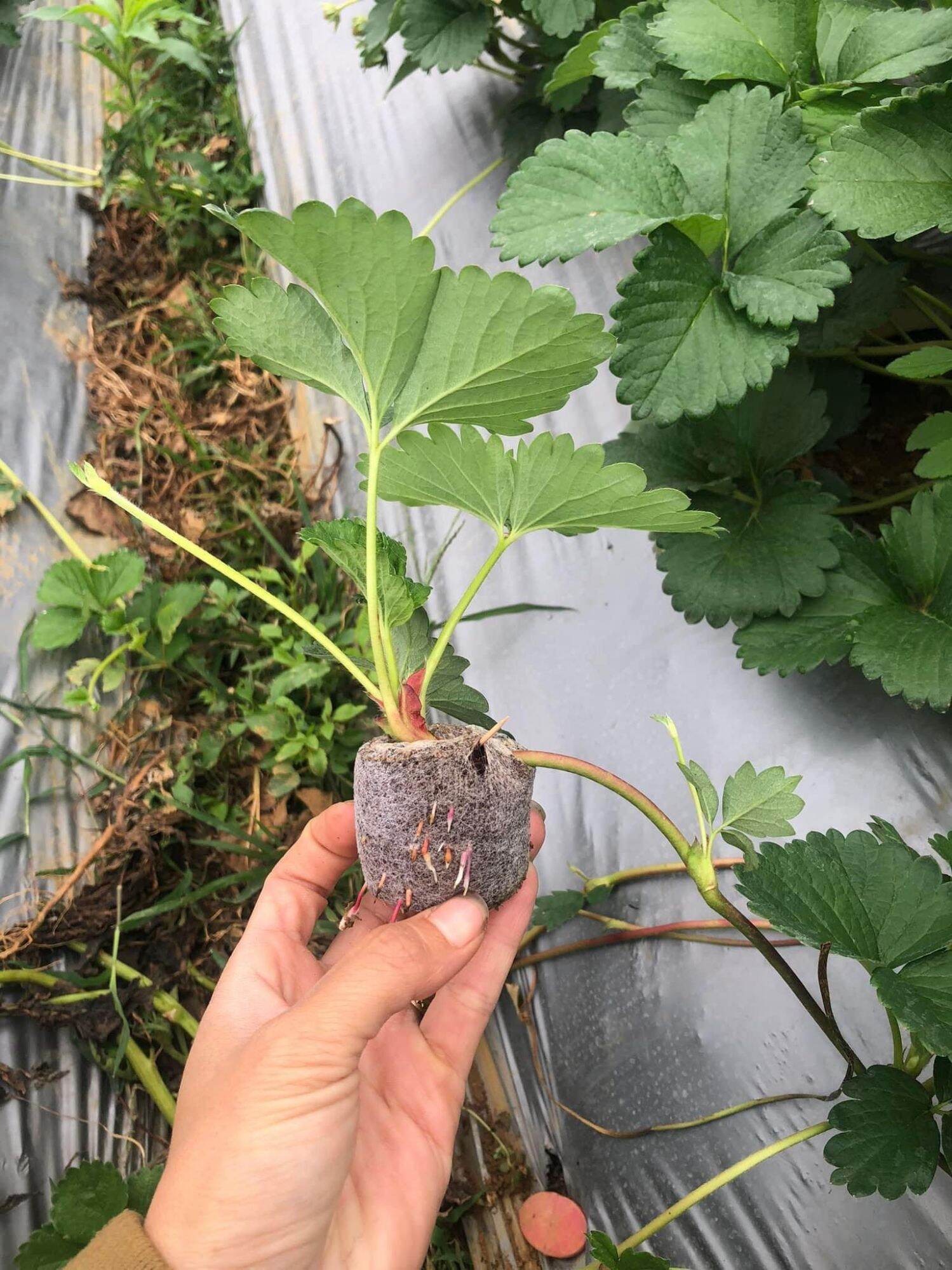dâu tây hana chịu nhiệt