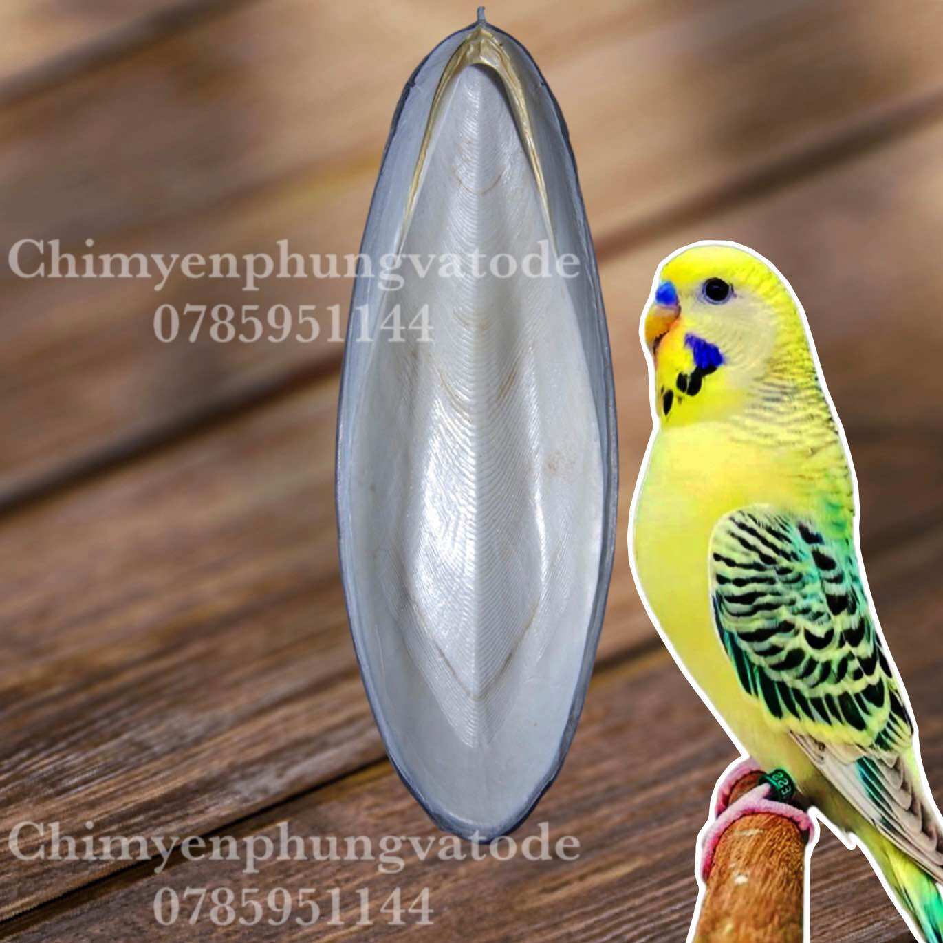 1 miếng nan mực-mai mực mini (Cuttlebone) size nhỏ bổ sung Canxi cho Vẹt, Sóc, Hamster....