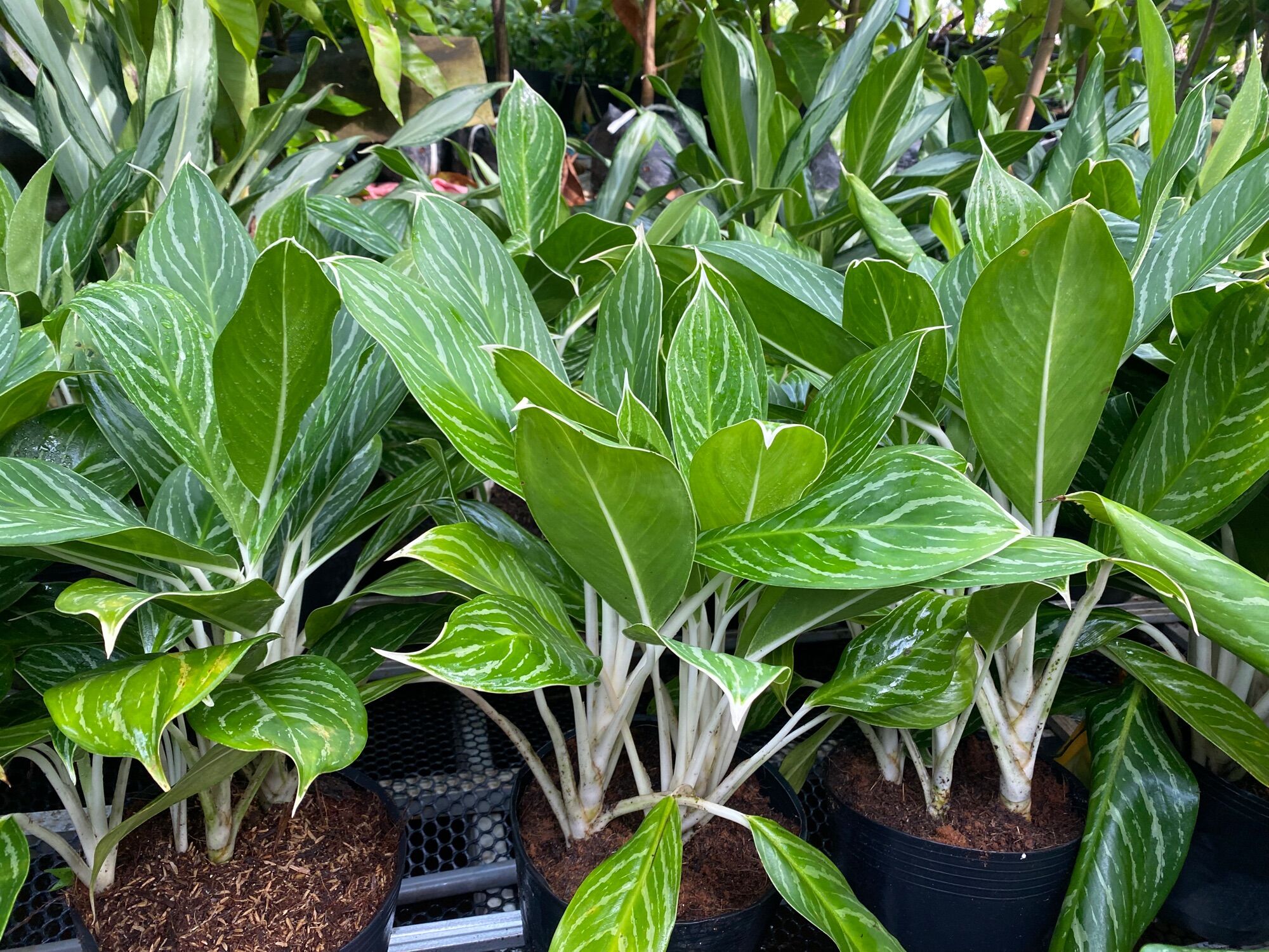 Bạch mã hoàng tử ( cây 3 thân cao 30-40cm )