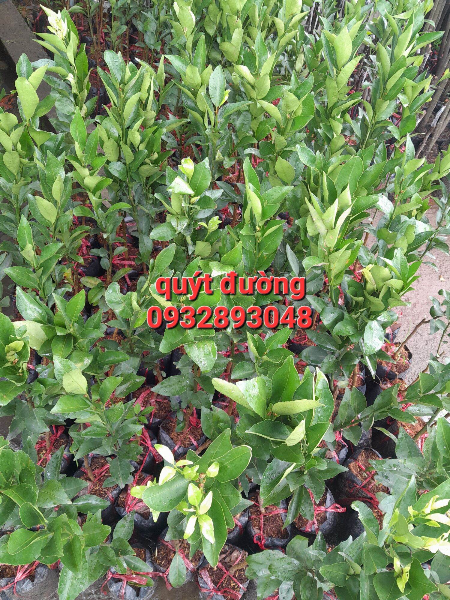 Quy Duong Seedling Tree