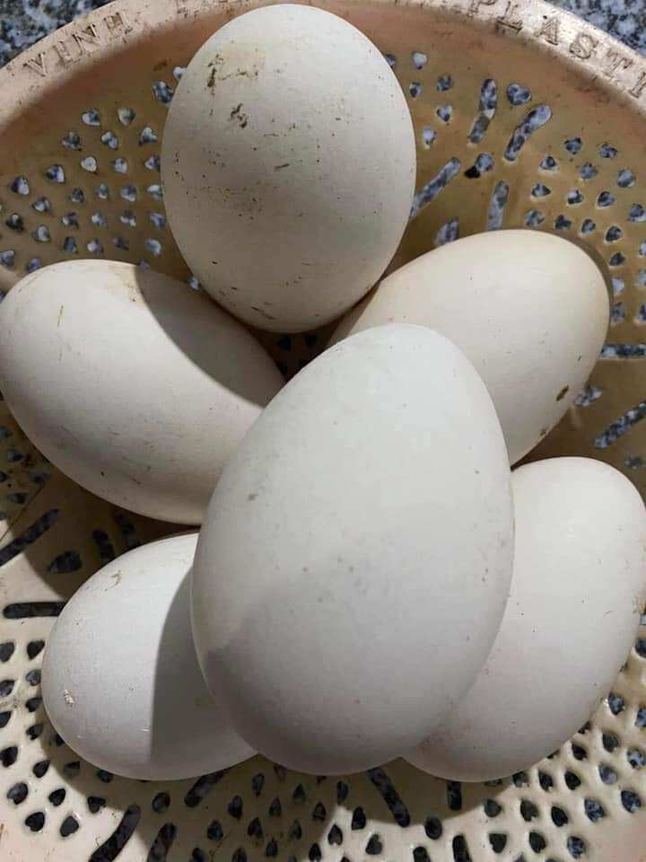 01 trứng ngỗng nhà nuôi ăn lúa