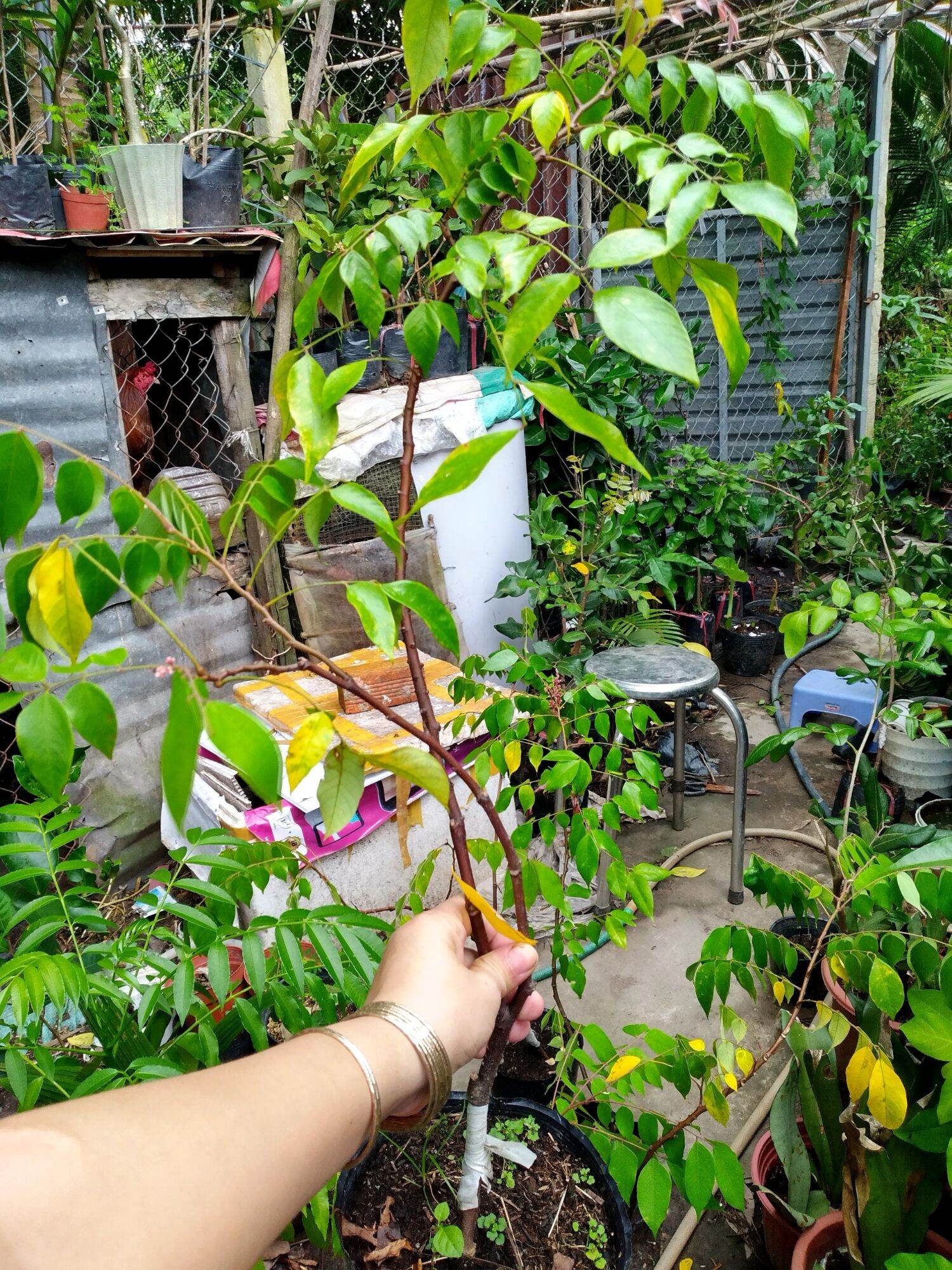 Cây khế ngọt