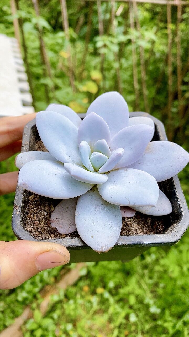 Sen đá laui trắng Hồng