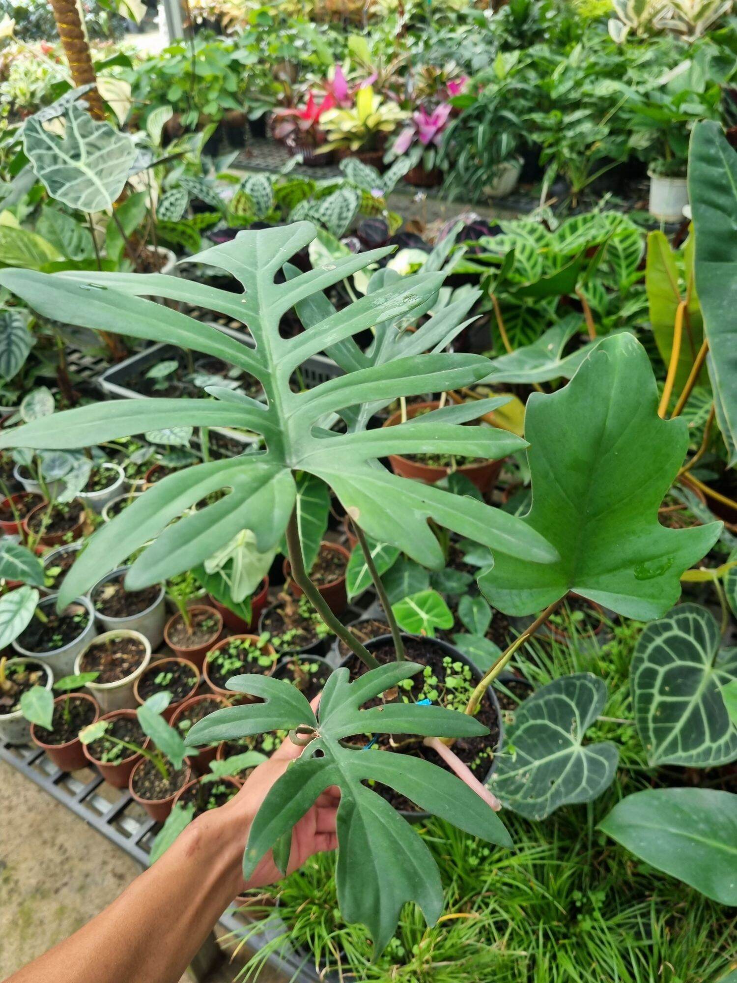 Cây Philodendron mayoi