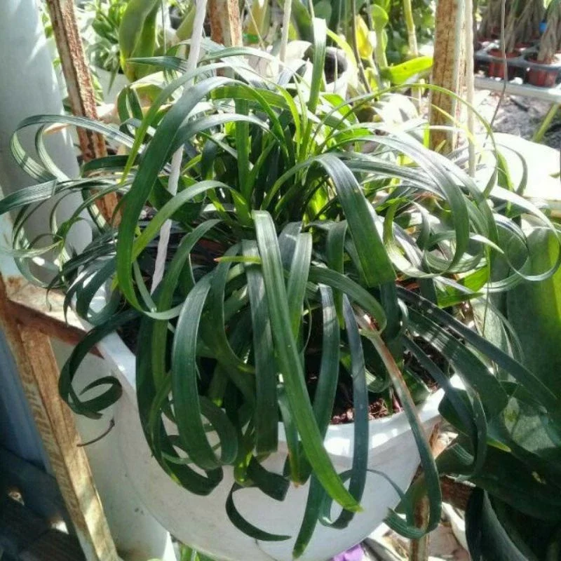 cây ngãi lá xoắn