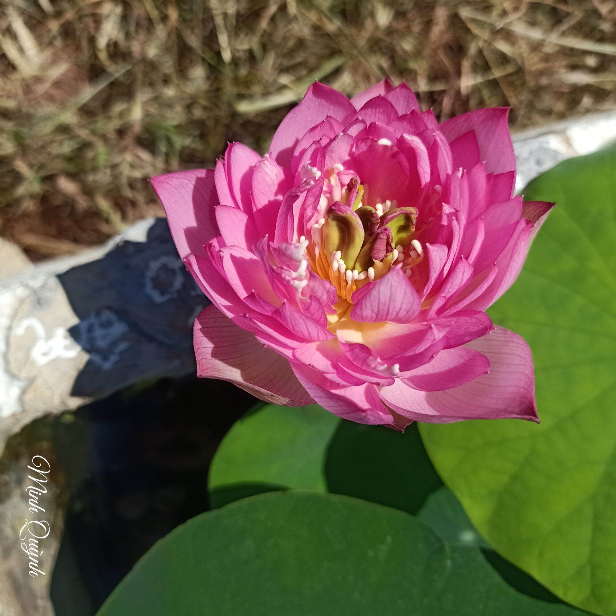Củ sen mini Pink Butterfly