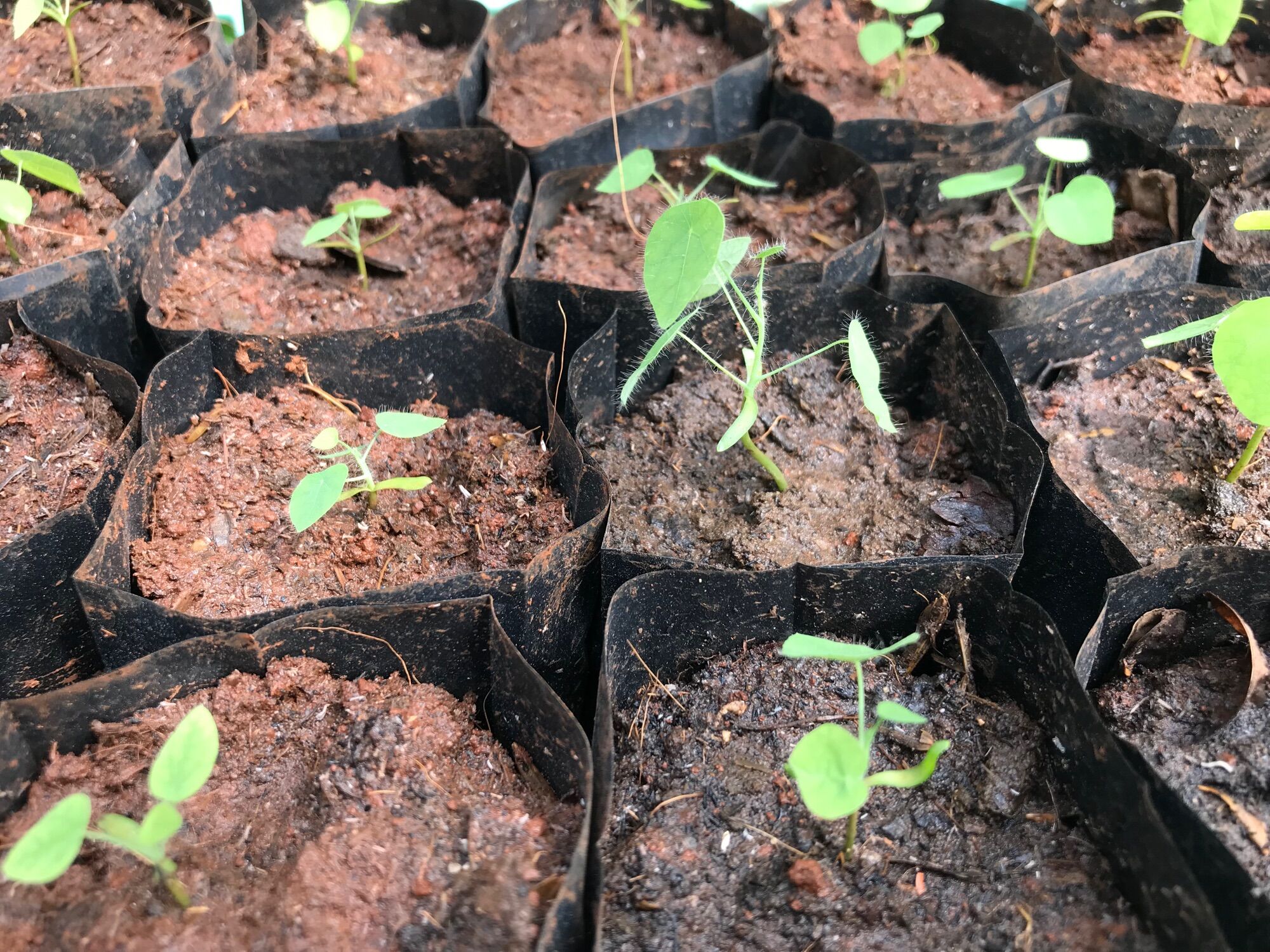 30 hạt giống sương sâm lông