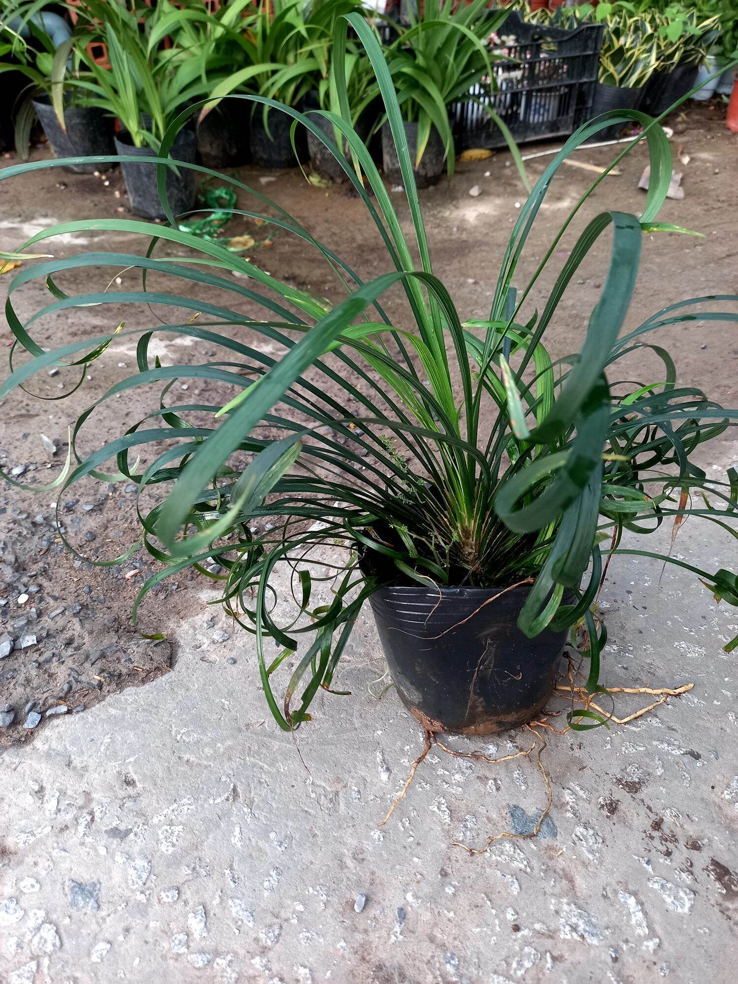 cây ngãi quoắn làm ăn.