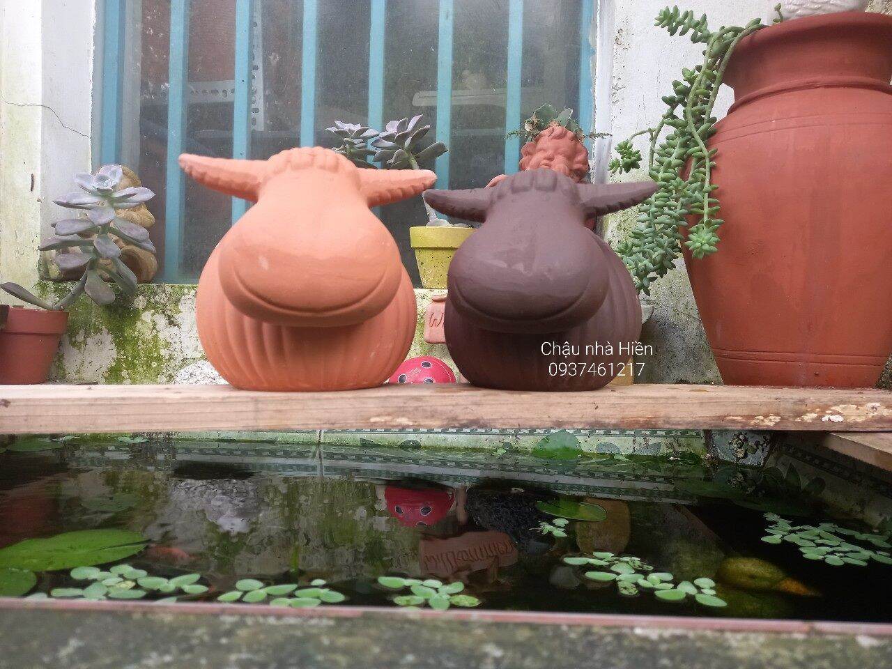 Chậu đất nung Bình Dương hình trâu bí m7x c13