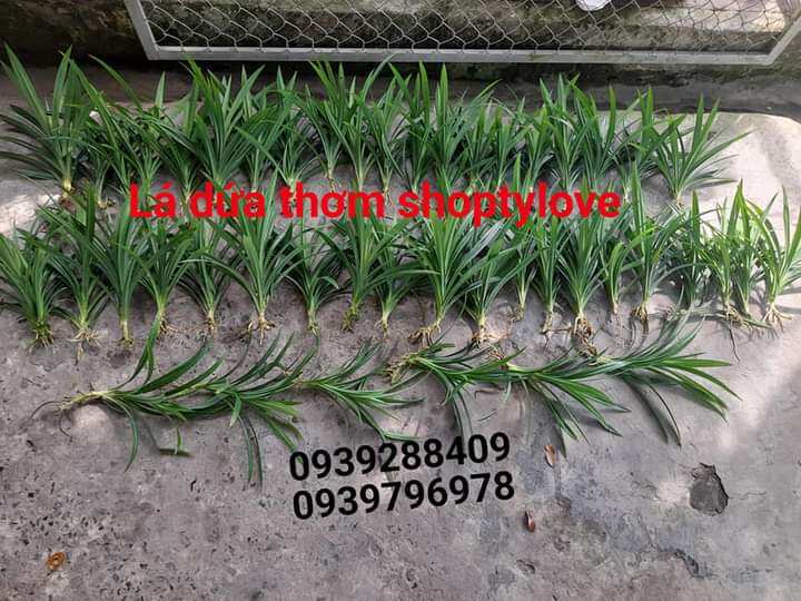 combo 6 cây lá dứa (lá nếp thơm) rễ trần