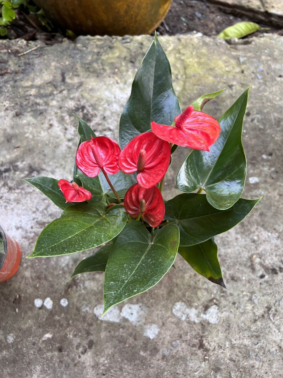 Cây hồng môn ( hình cây thật