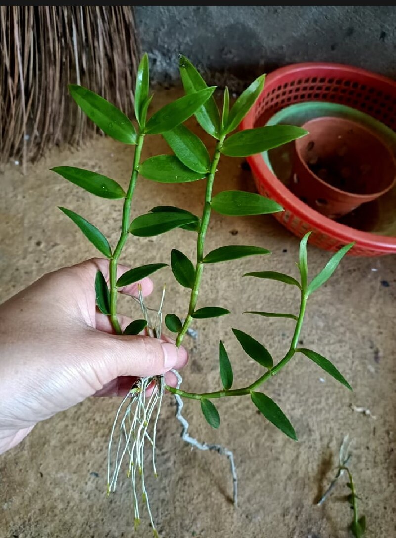Combo 10 cây mô vỉ dâu Nhật Hana