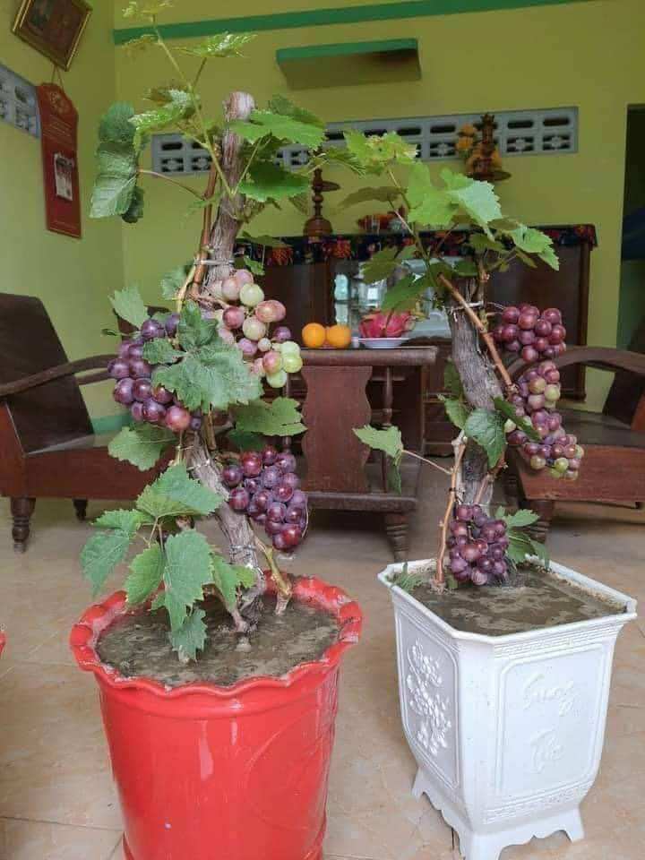 Cây giống nho không hạt ninh thuận
