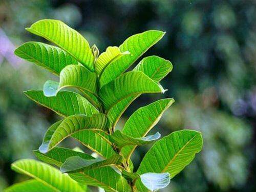 500g lá ổi tươi hỗ trợ giảm cân,