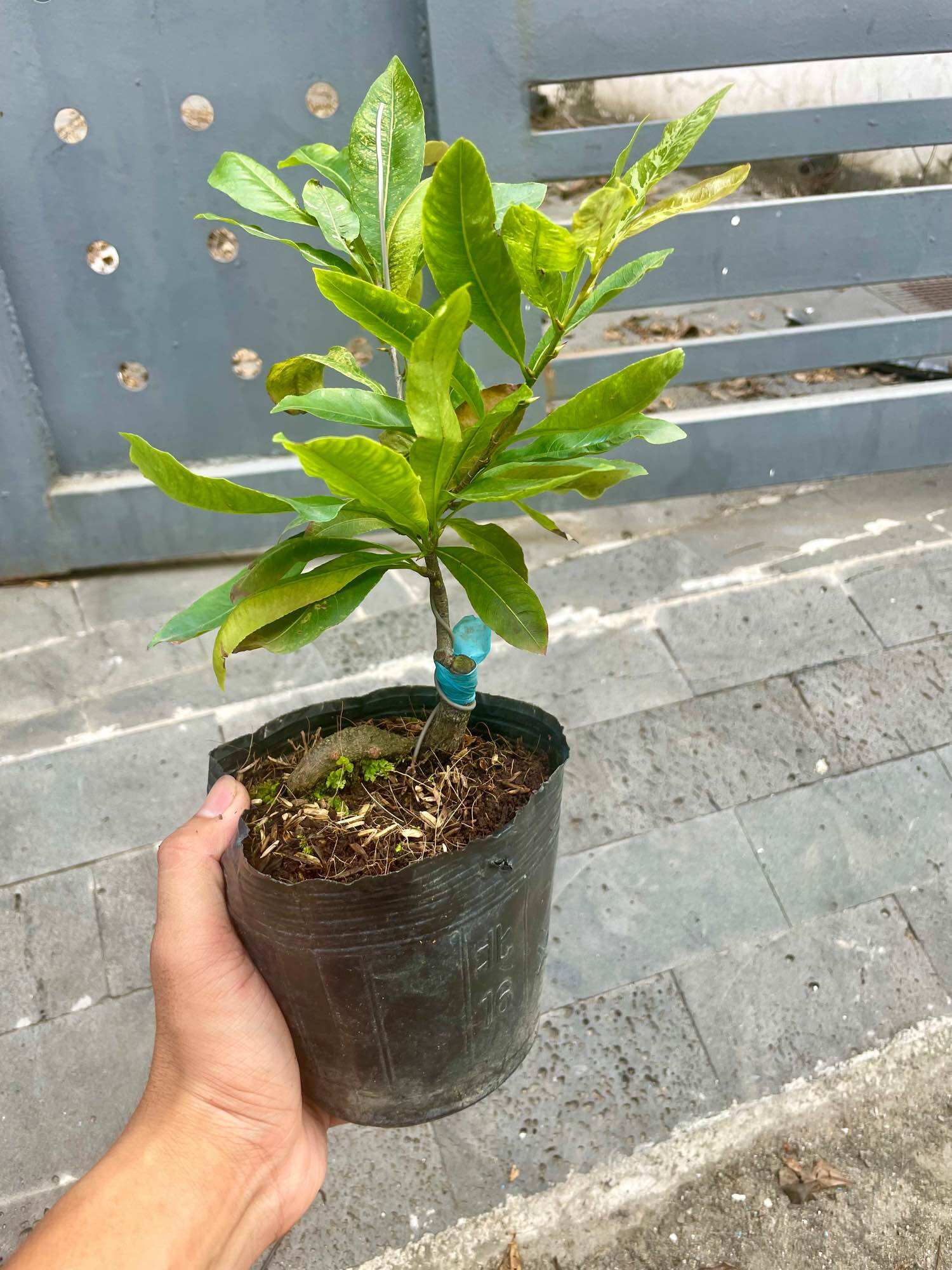 CÚC BẠCH MAI cây mai vàng đột biến (giống siêu hiếm, nên sưu tầm)