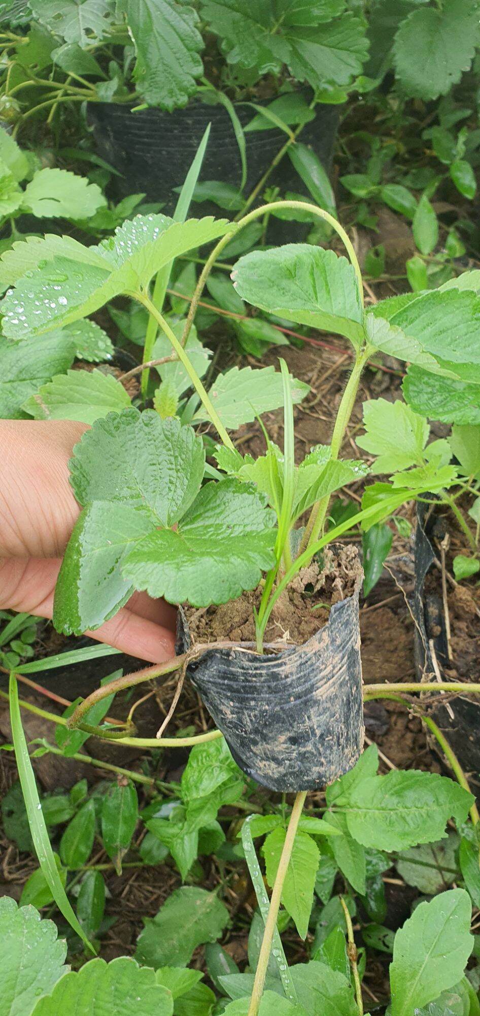 cây giống dâu bạch tuyết,