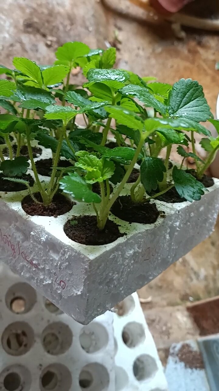 Combo 10 cây MÔ VỈ Dâu NHẬT AKi