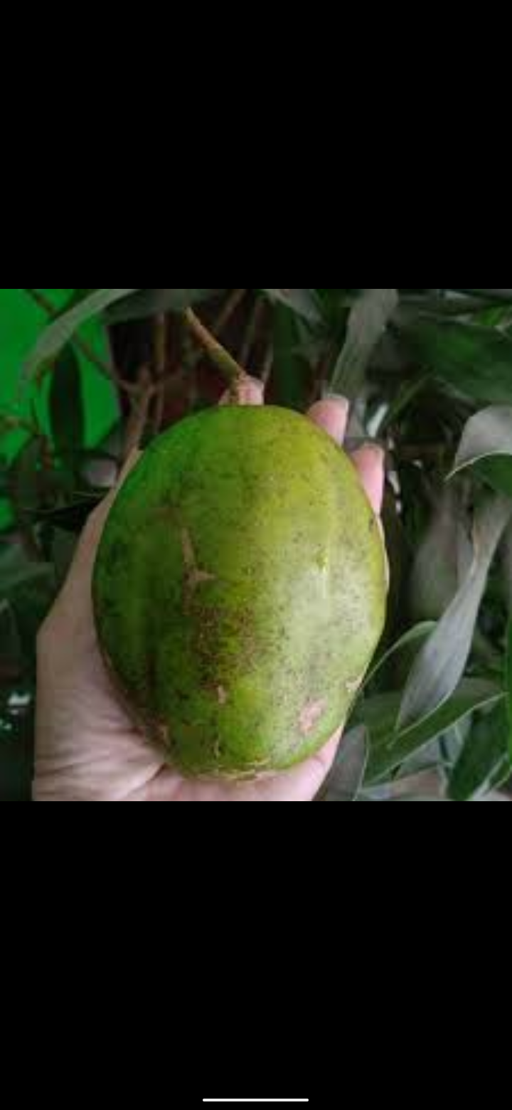 Cây giống Cóc Cầy trái to siêu trái