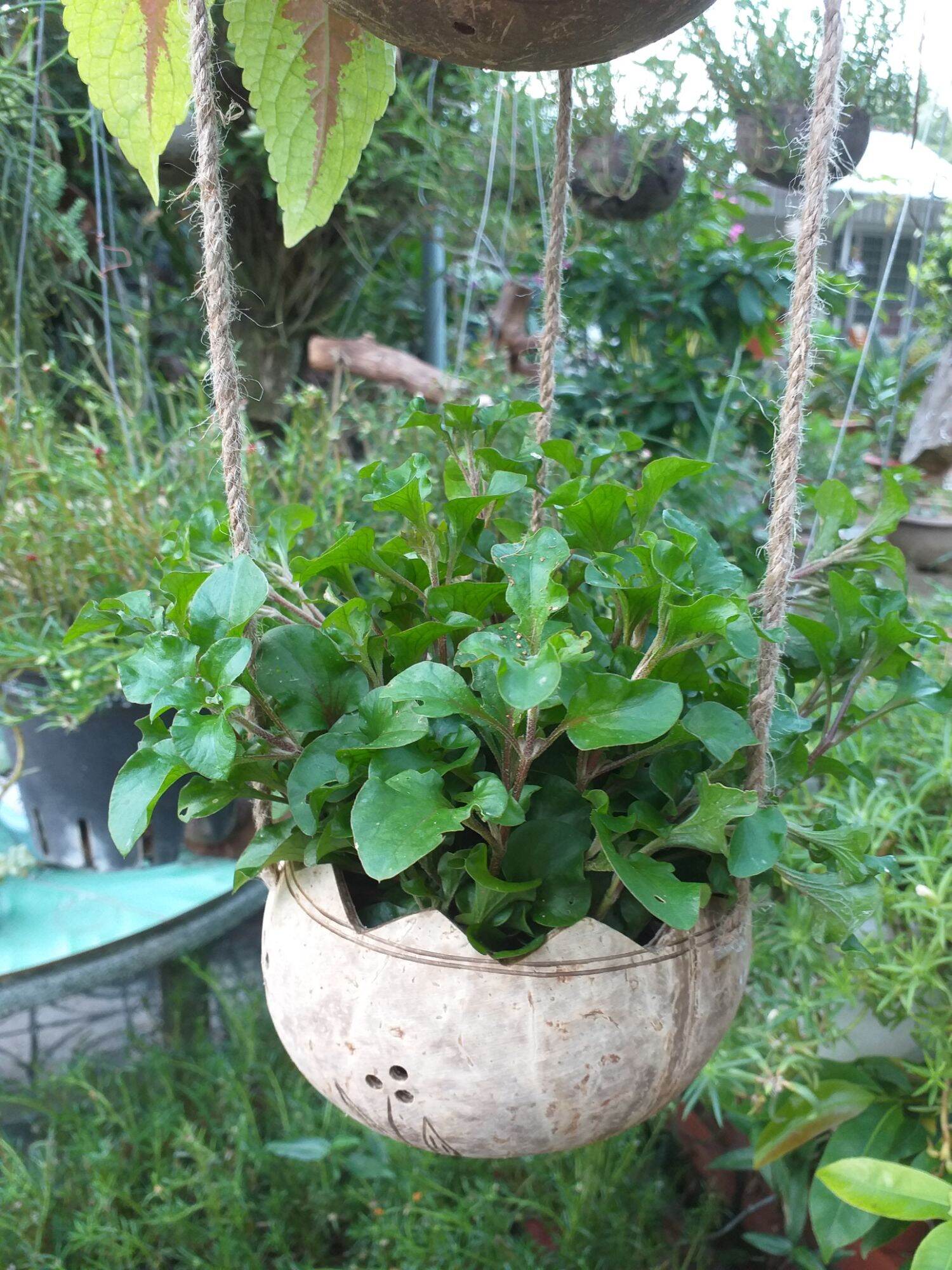 Bộ 3 gáo treo dây bố. làm từ chiếc gáo dừa thiên nhiên miệng gáo cắt viền răng cưa thân gáo mài láng khắc hoa văn đường kính miệng từ 10 đến 12 cm